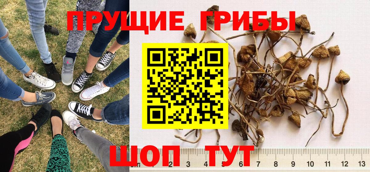 Псилоцибиновые грибы мицелий  магазин    Луховицы 